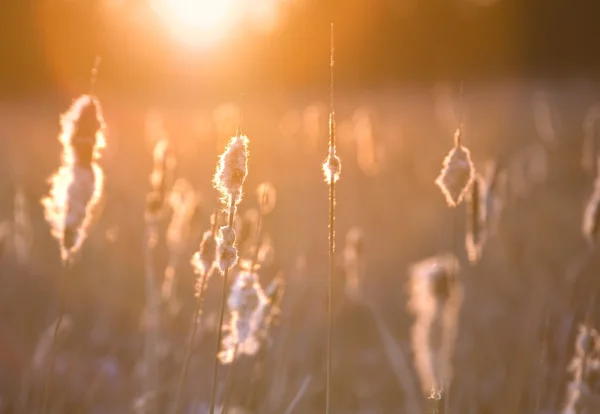 Meadow reggel — Stock Fotó