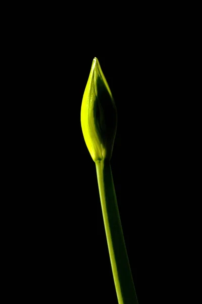 Flower bud — Stockfoto