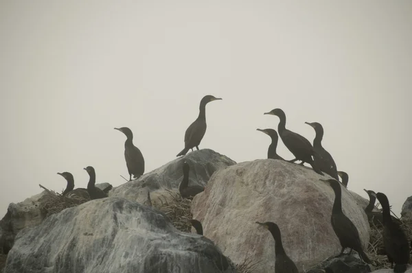 Fåglar på stenar — Stockfoto
