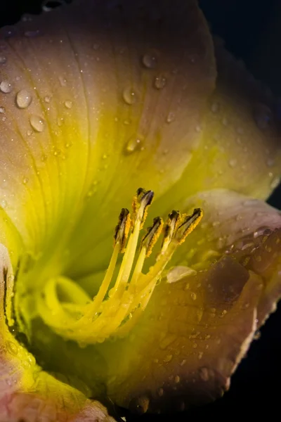 Primer plano de una flor — Foto de Stock