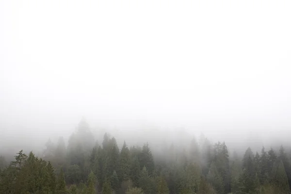 Mlha nad lesní — Stock fotografie
