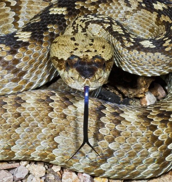 Un serpente a sonagli dalla coda nera del nord — Foto Stock