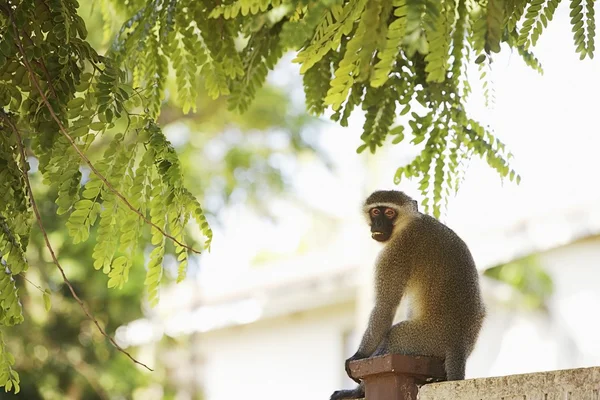 Singe assis sur un poteau de clôture — Photo