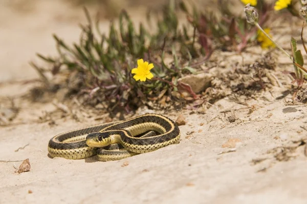 海岸束带蛇 (thamnophis 线虫蒺藜) — 图库照片