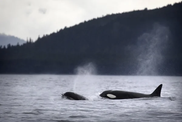 ปลาวาฬนักฆ่า — ภาพถ่ายสต็อก