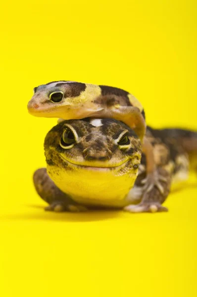 Baby afrikanska fett-tailed gecko liggande på dess överordnade — Stockfoto