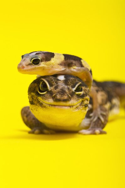 Baby African Fat-Tailed Gecko Lying On Top Of Its Parent