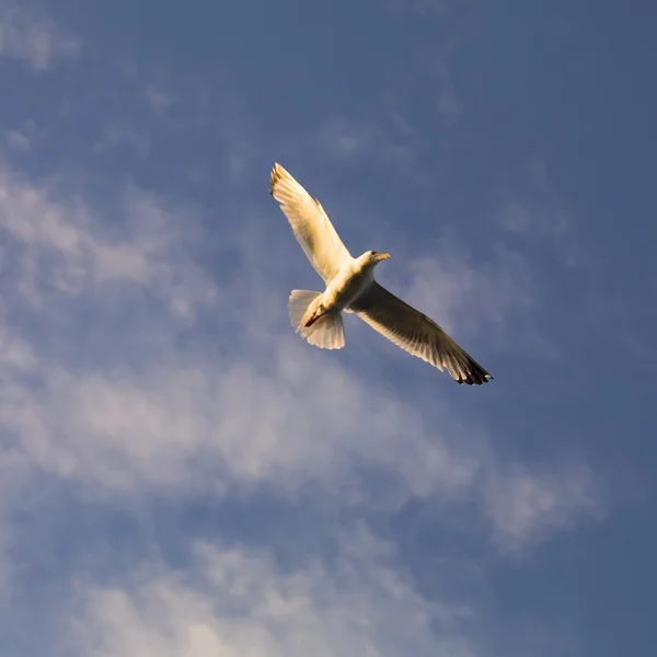 Чайка ширяє в небі — стокове фото