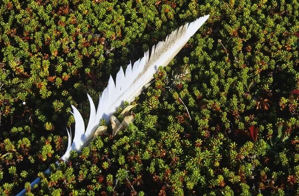 Feather In Moss, Cape Bona Vista — Stock Photo, Image