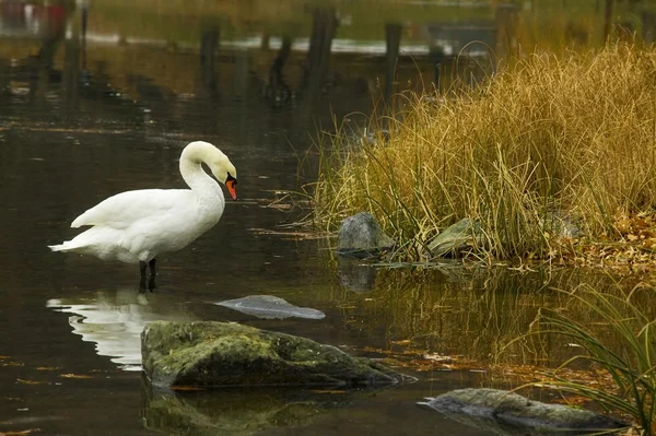 Zwaan in central park — Stockfoto