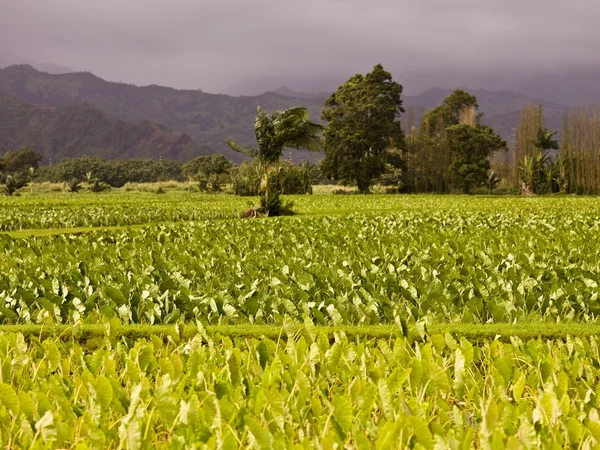 Field, Kaui, Hawaii – stockfoto