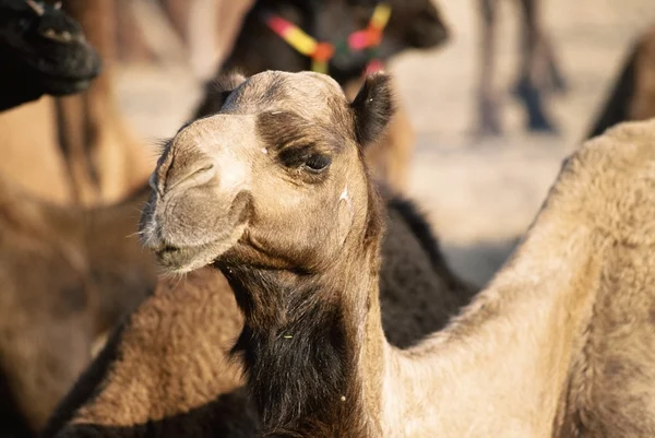 Kamel på Pushkar Camel Fair, Indien - Stock-foto