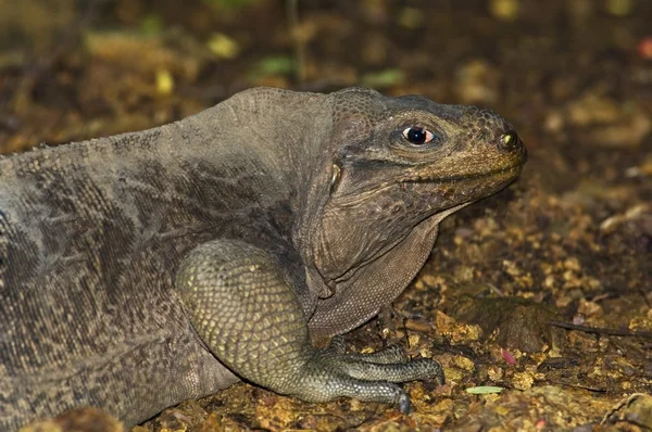 Virgin Adaları kaya iguana — Stok fotoğraf