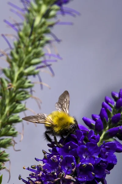 Bee On Purple Flowers — Stock Photo, Image