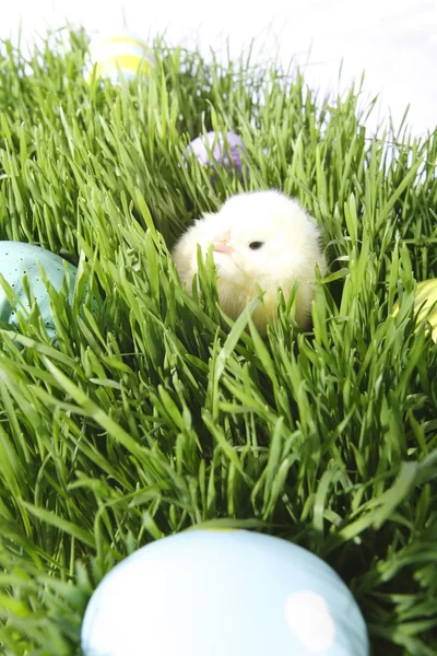 Oeufs colorés et un poussin bébé dans l'herbe — Photo