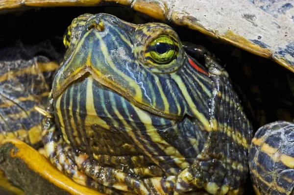 Een rood-eared schuifregelaar schildpad — Stockfoto