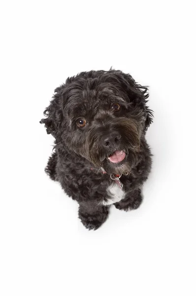 Perro bichon-cocker spaniel negro — Foto de Stock