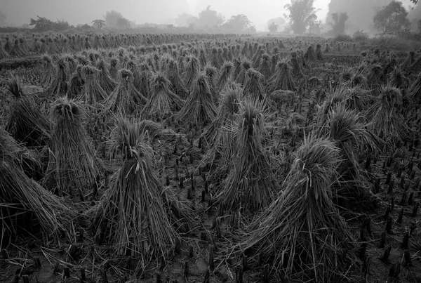 Rice Fields — Stock Photo, Image