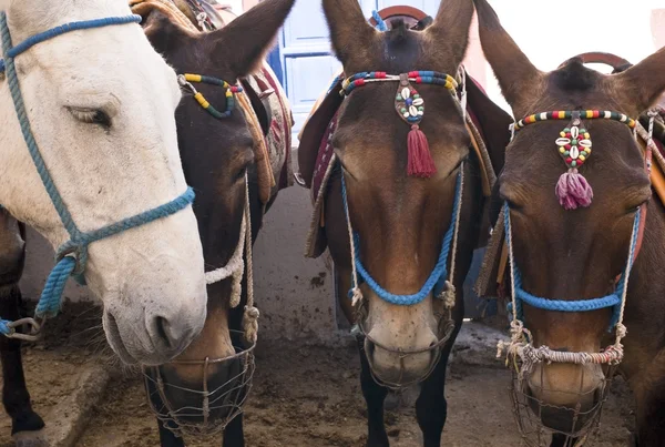 Cavalos, Fira, Santorini, Grécia — Fotografia de Stock