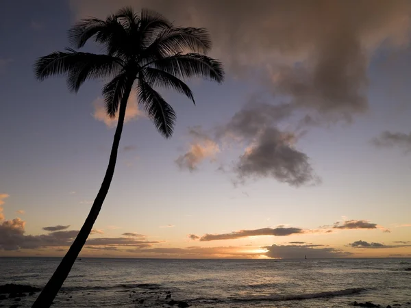 Palm Tree, Kauai, Hawaii — Stock Photo, Image