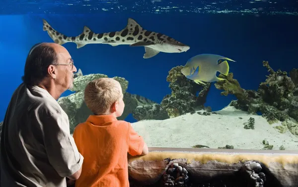 Grootvader en kleinzoon kijken vis in het aquarium — Stockfoto