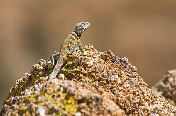 Velká pánev s límečkem ještěrka (crotaphytus bicinctores) — Stock fotografie