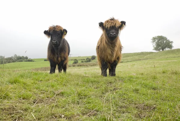 Highland Cattle Calves, Scotland — Stock Photo, Image
