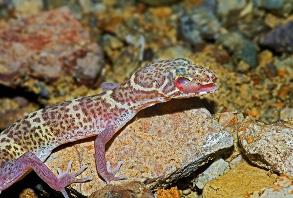 A Texas Banded Gecko (Coleonyx Brevis) Cleaning Its Eye
