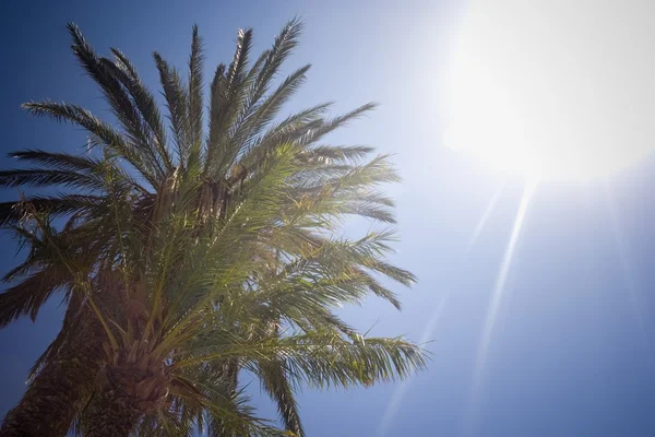 Palm träd, hydra island, Saroniska, Grekland — Stockfoto