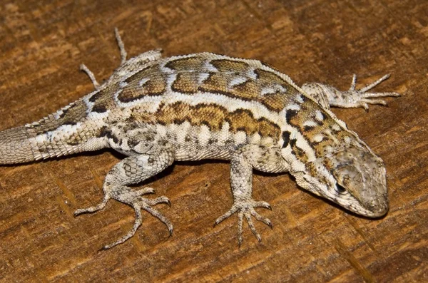 Büyük havza çit kertenkele, (sceloporus occidentalis longipes) — Stok fotoğraf