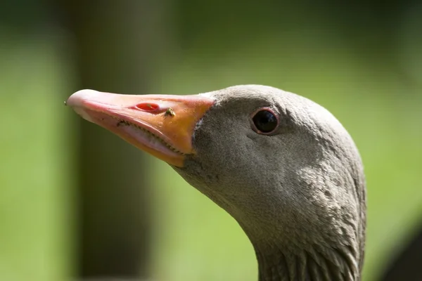 Kopf einer Ente — Stockfoto