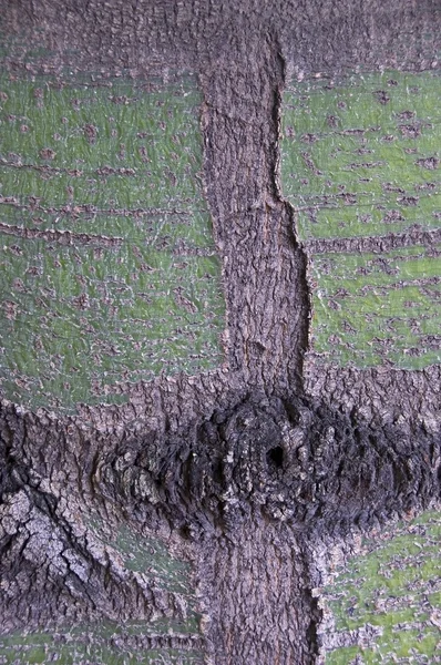La corteza de un árbol —  Fotos de Stock