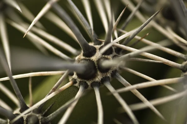 Espinhos em um cacto — Fotografia de Stock