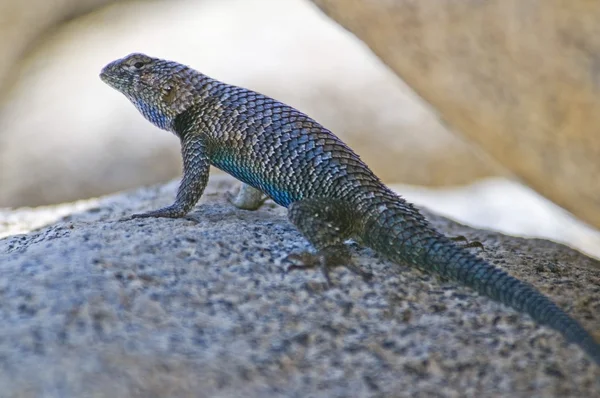 Žula ostnaté ještěrka (sceloporus orcutti) — Stock fotografie