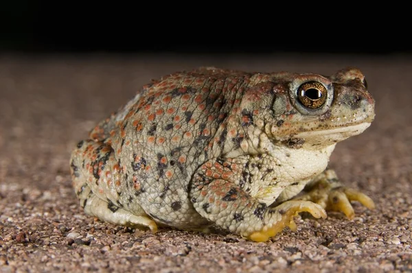 Un sapo manchado de rojo (Bufo Punctatus). Arizona, Estados Unidos. Sapo sentado en el suelo —  Fotos de Stock