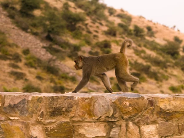 Macaco caminhando ao longo do topo de uma parede — Fotografia de Stock