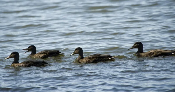 See der Wälder, Ontario, Kanada. Entengruppe schwimmt auf See — Stockfoto