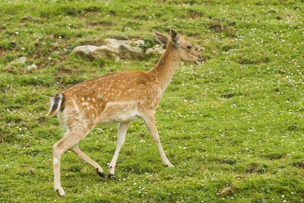 Damherten — Stockfoto