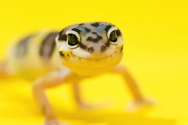 Mały lampart gecko — Zdjęcie stockowe