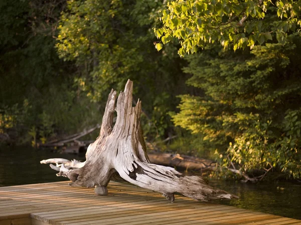 Lake of the woods, ontario, canada. verweerde boomstronk rustend op de pier — Stockfoto