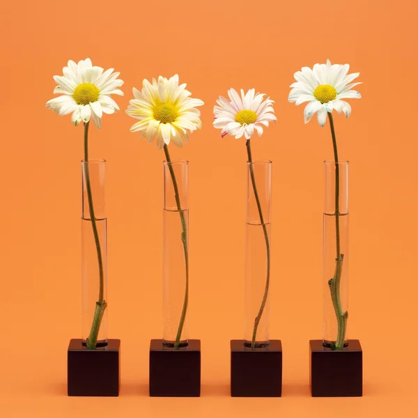 Four flowers — Stock Photo, Image