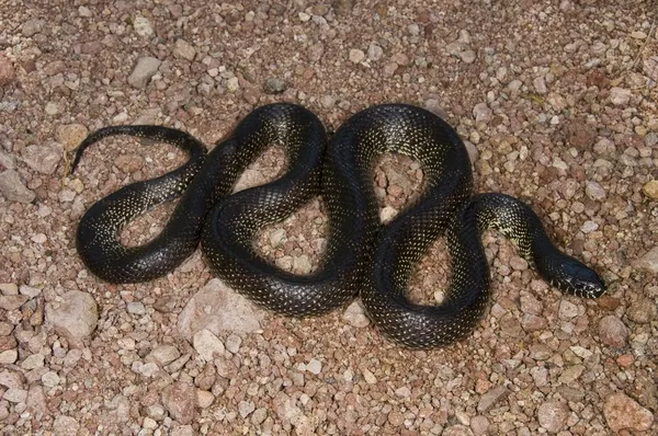 Uma cobra do deserto (Lampropeltis Getula Splendida ) — Fotografia de Stock