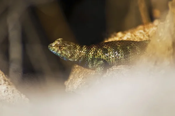 Um lagarto espinhoso de granito, (Sceloporus Orcutti), Cabazon, Califórnia, EUA — Fotografia de Stock