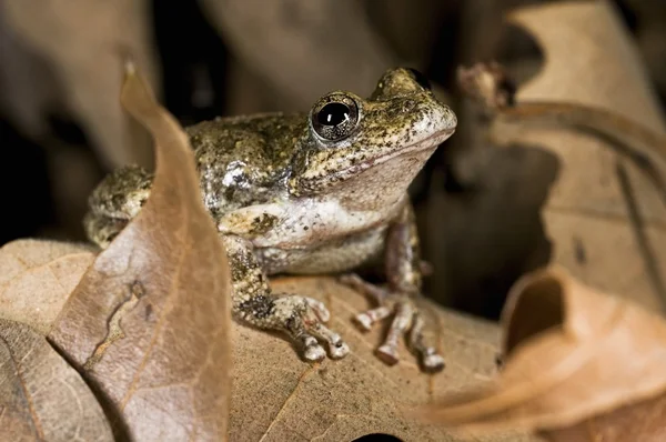 A California Tree Frog (Pseudacris Cadaverina), Califórnia, EUA. Sapo empoleirado em algumas folhas — Fotografia de Stock