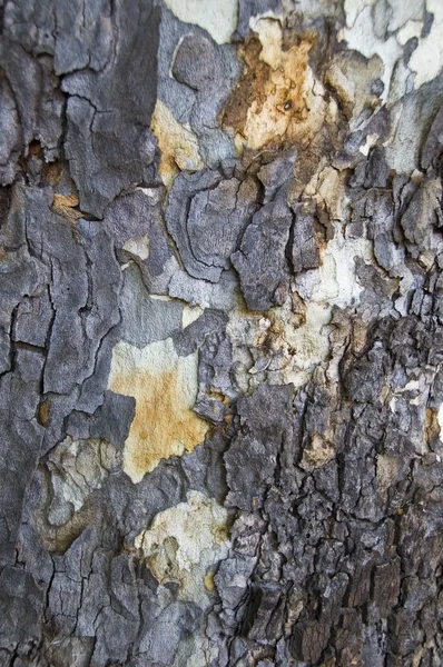 The Bark Of A Western Sycamore Tree — Stock Photo, Image