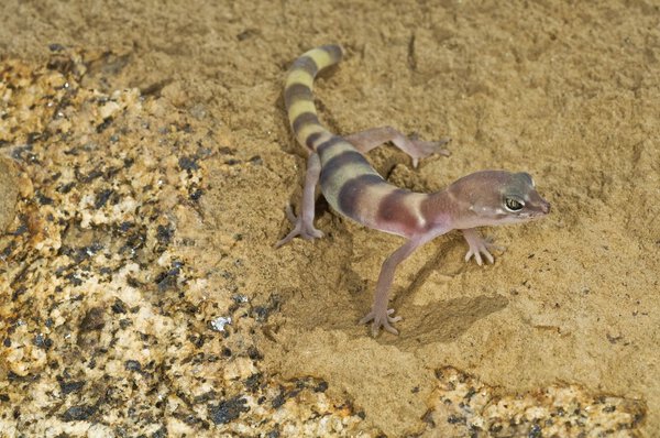 Juvenile Desert Banded Gecko (Coleonyx Variegatus Variegatus)