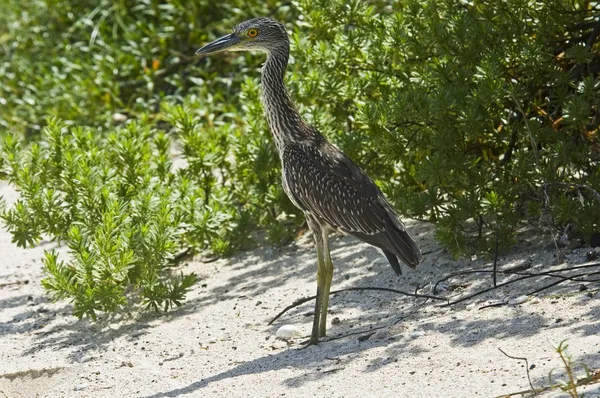 A Yellow Crowned Night Heron — Stock Photo, Image