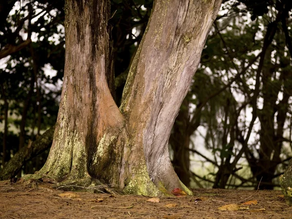 Base d'un tronc d'arbre — Photo