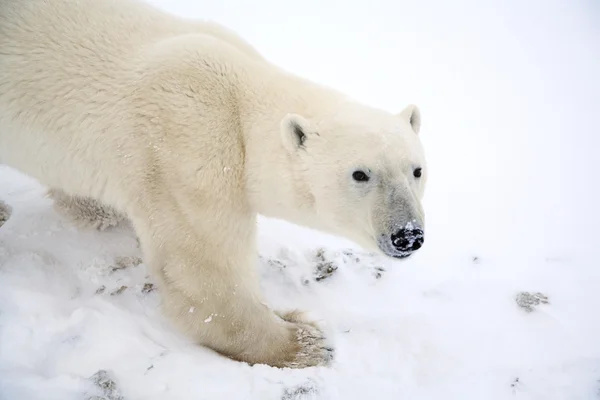 Oso polar —  Fotos de Stock