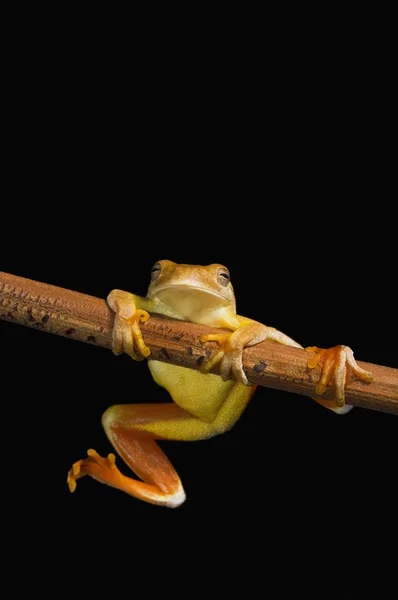 Sapo-do-pântano (Limnonectes Leytensis ) — Fotografia de Stock